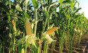  Corn price forecast: US harvest seen rising as acreage jumps 