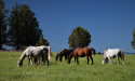 Nonprofit Prevails Over Bureau of Land Management - Wins Settlement In Favor of Wild Horses