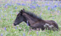 The S.A.N.E. Campaign, Save America’s Native Equine, Prepares to Launch