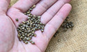 North America was the highest revenue contributor in Cannabis Seeds Market with CAGR of 18.4% | AMR