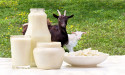 With 3.8% CAGR, Goat Milk Market Value to Surpass USD 11.4 Billion by 2026