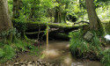  Beaver-like dams can protect communities from flooding, study finds 