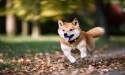  Shiba Inu’s upcoming releases designed to enhance offerings & functionalities 