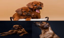 Rhodesian Ridgeback Puppies Available Now 2024