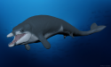  Newly discovered miniature ancient whale has name inspired by Tutankhamun 