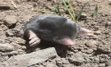  Two new kinds of mole discovered in mountains of Turkey 
