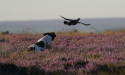  Grouse shoots ready for last ‘Glorious 12th’ before licensing scheme begins 