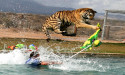 Out of Africa Wildlife Park Celebrates 30 Years of Tiger Splash: A Roaring Success Story
