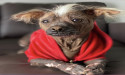 Online Puppy Purchase Transforms into Advocate Against Online Puppy Sales