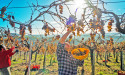Time-Travel Tastings: Vinum Hadrianum Resurrecting Lost Wines of Ancient Rome and Palatial Venues for Modern Enthusiasts