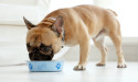 Dog Vitamins Market to Witness Massive Growth by 2029 | Zoetis, NaturVet, Virbac