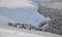  Antarctic sea ice loss causes unprecedented emperor penguin breeding failure 