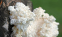Introducing Lions Mane Liquid Culture Syringes from Premium Spores