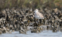 Lack of Specific Mitigation Plan Raises Concerns Over Freshwater Introduction in Barataria Bay