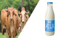 A2 Milk Market Demand Analysis and Opportunity Outlook 2029 | Ripley Farms, Taw River Dairy, Urban Farms Milk
