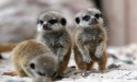  Baby meerkats explore their surroundings at safari park 