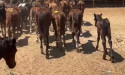 The Public Seeks Answers to the Whereabouts of Wyoming Tribal Horses