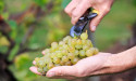 Good year for British vineyards, says RHS 