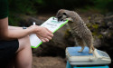  Researchers investigating whether meerkats pick up on human emotions 