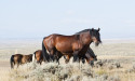 Concerned Citizens Look for the Whereabouts of Reservation Horses