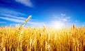 Wheat price forecast as the relentless sell-off gains steam