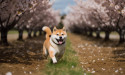  What crypto to invest in as yields go wild: A look at Shiba Memu 