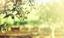 Olive oil price surge gains momentum as supplies dwindle