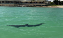  Dolphin Discovery Punta Cana Rehabilitates Disoriented Wild Dolphin 