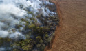  UK ‘failing to show leadership’ as global deforestation increases 