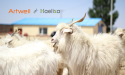 Transparency in cashmere with Artwell and Haelixa
