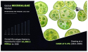 Microalgae Market is Anticipated to Increase at a CAGR of 5.4% by 2028 | BIOPROCESS ALGAE LLC, ROYAL DSM OCEAN NUTRITION