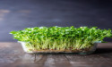Broccoli Microgreens Market will Gain Momentum by 2031 to Surpass $398.5 Million | European Region dominated the market