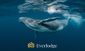  Crypto whales top bull market picks – Dogecoin, Ethereum and Everlodge 