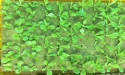 Enterprise Aquatics Spearheads Aquaponics Initiative to Boost Food Production for Nonprofits and Food Banks