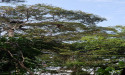 Firm using AI to map trees from space in bid to save tropical forests