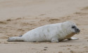 Baby seals spotted on Norfolk coast as pupping season gets under way