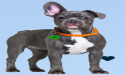 LifePet.Care Unveils New Technology And Features In Their Pet ID/Travel Tags For Pet Owners Who Travel With Their Pets