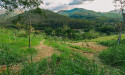 Courageous Land Launches Agroforestry Project in Rio de Janeiro, expanding its Southeast Hub