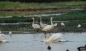  Warming climate and storms see Bewick’s swans make latest arrival since 1965 