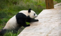  Animal lovers have two weeks left to see giant pandas before they leave UK 