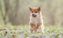 Forget Shiba Inu: This AI meme token is poised for substantial rallies