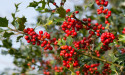  The best shrubs to grow for festive winter berries 