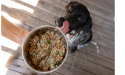 War on waste moves to the dog dinner bowl: Australian pet food co launches dog food from circular economy ingredients
