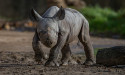  UK zoo celebrates birth of critically endangered eastern black rhino 