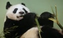  Final chance to see pandas at Edinburgh Zoo ahead of their return to China 