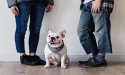 California Bulldog Association Takes the Lead in Promoting Responsible Canine Ownership