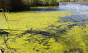 Blue Ridge Wildlife & Fisheries Management: Winter is key time for pond management in Virginia
