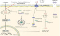 Potential of Forsythiae Fructus in Mitigating Chemotherapy-Induced Gastrointestinal Inflammation and Nausea