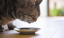Chewy stock outlook: Jefferies sees upside to $27