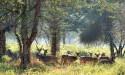 Kuno Forest Festival, Madhya Pradesh showcases Wilderness, Adventure, and Cheetah Conservation